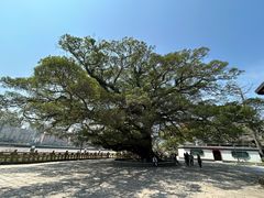 -江心屿景区