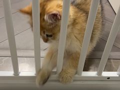 -lincat·猫舍(广州店)