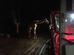 -清迈夜间动物园