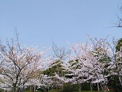 -新江湾城公园