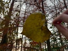 -合肥滨湖国家森林公园