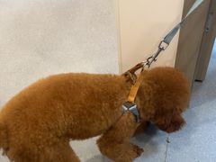 -宠物星动物医院·眼科·异宠·猫科(江南大道总院)