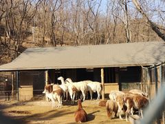 -大连森林动物园