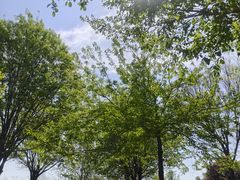 -莱阳濯村樱花园