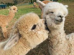 -ZING COFFEE 镜咖啡