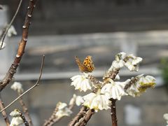 -黎里古镇