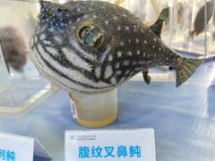 -大亚湾红树林城市湿地公园