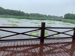 -荷塘月色湿地公园·向阳花洲