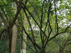 -瀛洲公园