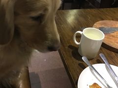 -百好乐宠物友好餐厅(朝外大街店)