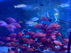 -太平洋海底世界