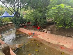 -广州长隆飞鸟乐园
