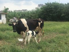 -田园东方蜜桃村的田野营地