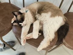 -共舞时光猫咖·狗咖(新街口店)