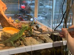 -酷以爬仙阁实体爬宠店·守宫·蜥蜴·专业繁育