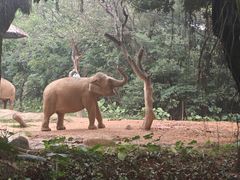-广州长隆野生动物世界