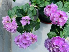 -金科花卉市场