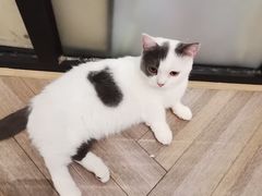 -酷豆宠物咖啡·宠物美食·撸猫馆