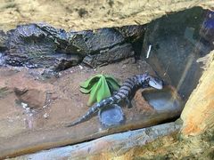 -海南热带野生动植物园