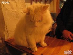 -Babycat私家御饼屋(龙头路一店)