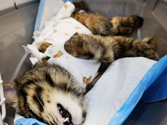 -纳吉亚猫专科动物医院博雅分院