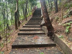 -铁山坪森林公园