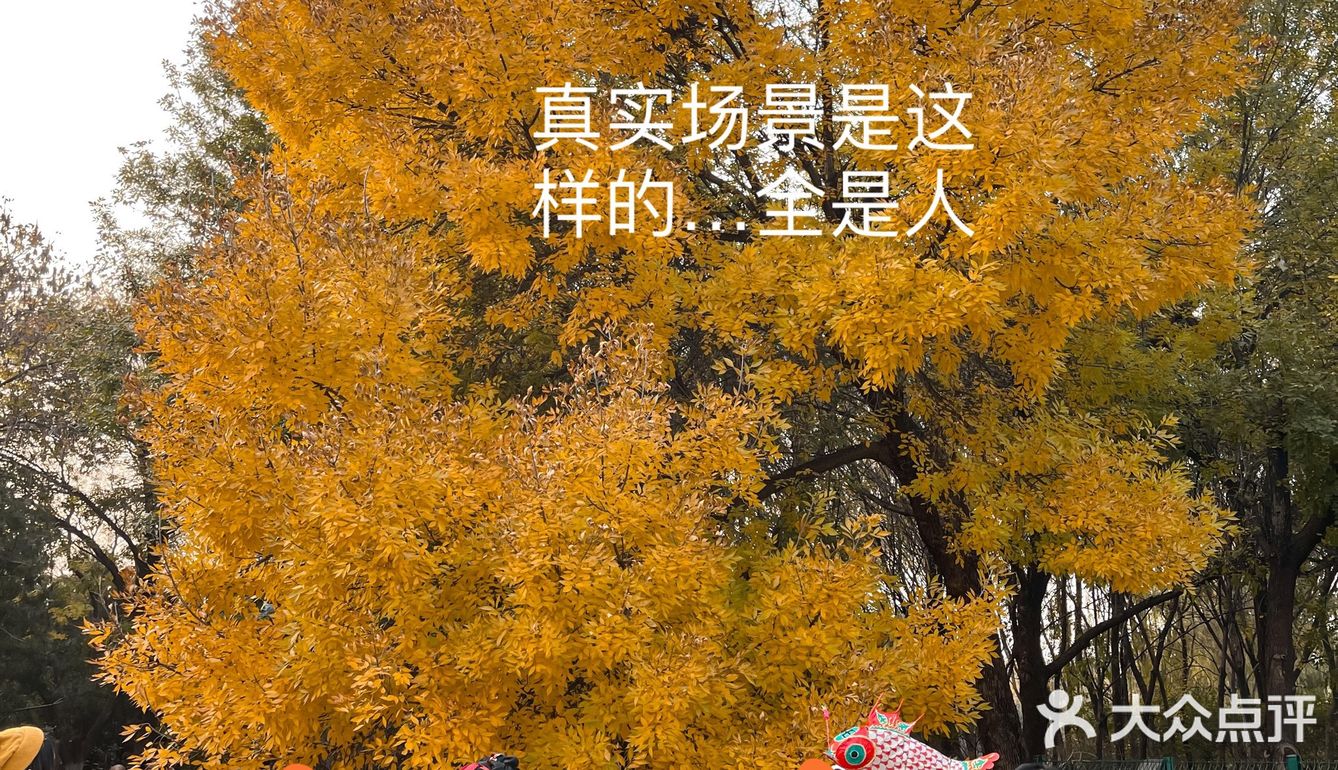 北京赏秋拍照|别拍银杏了，来拍奥森的神树吧