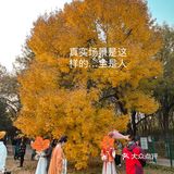 北京赏秋拍照|别拍银杏了，来拍奥森的神树吧