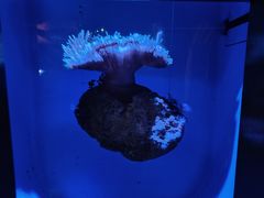 -悉尼海洋生物水族馆