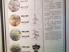 -中国茶叶博物馆(双峰馆区)