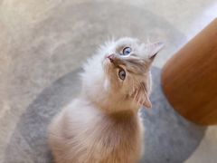 -瞄一喵猫咖(格力海岸店)