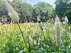 -黑龙江省森林植物园