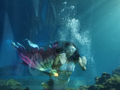 -涛·海底餐厅·美人鱼·自助餐·海底隧道(三亚海棠湾洲际度假酒店)