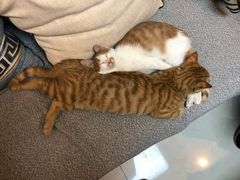 -大观园影院式足浴Spa店(沙坪坝店)