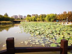-前关湿地公园