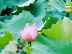-丝绸小镇荻港古村
