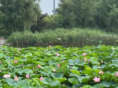 -国家植物园南园