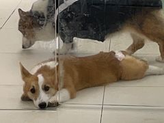 -怪兽屋·羊驼·猫咖·狗咖(俊华广场店)