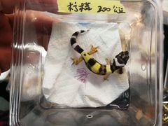 -上海大自然野生昆虫馆(东方明珠·爬宠昆虫探索中心)