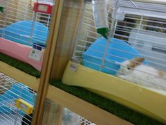 -宠物兔专门店(天丰利市场店)