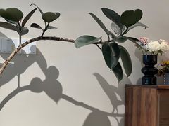 -ZEMOCAFE·FUSION FOOD(西交利物浦店)