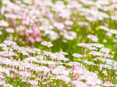 -花开海上生态园