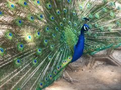 -北京鹿世界主题园