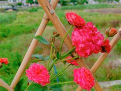 -红山村