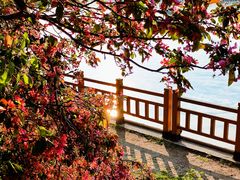 -长白岛森林公园