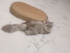 -瑞鹏宠物医院·骨科·猫科·内科(第一中心)