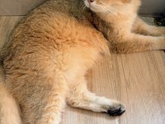 -李小姐の猫咖啡馆(五角场店)