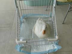 -怪兽屋·羊驼·猫咖·狗咖(俊华广场店)