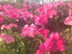 iphone_upload_pic-门城湖公园