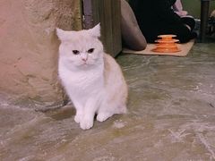 -猫猫幼稚园·撸猫·桌游·电玩
